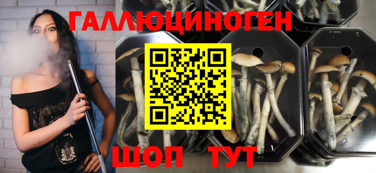 Галлюциногенные грибы Psilocybe  Вход с VPN  Сосновый Бор 